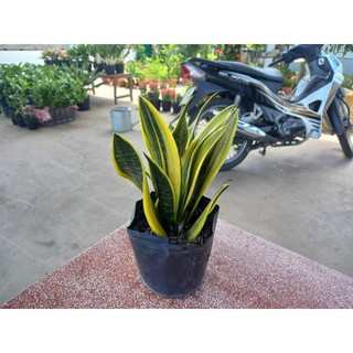 lưỡi hổ hoàng kim cây to y hình