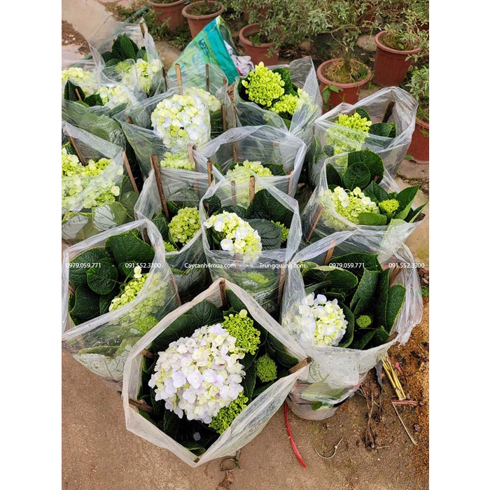 Cẩm tú cầu hàng miền Bắc