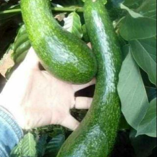 1kg bơ 034( đặc sản Lâm Đồng). Bơ đã vào mùa