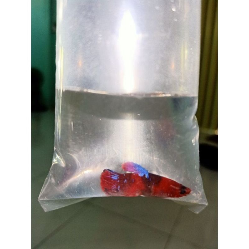 Betta Koi Red GLX trống/mái