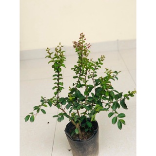 Hoa tường vi