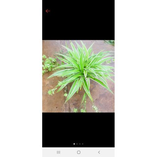 cây dây nhện(cỏ lan chi,mẫu tử) đang đẻ nhánh