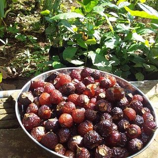 Combo quả bồ hòn