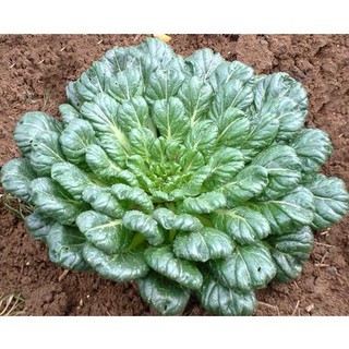 [GIÁ GỐC] Hạt giống Rau Cải Hoa Hồng (NGON MÀ ĐẸP) - 1 gram