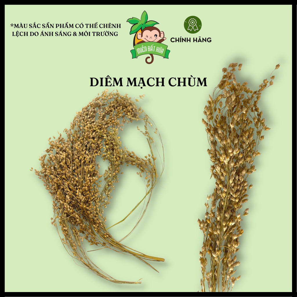 Thức ăn cho hamster - Diêm mạch chùm thơm ngon, dinh dưỡng dành cho hamster, chim nhỏ