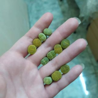 Sen mông đủ màu LITHOP ĐÁ SỐNG