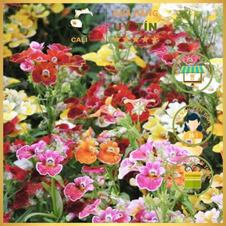 Hạt giống Hoa Mây Nhiều Màu RD 888 (0.01gr)