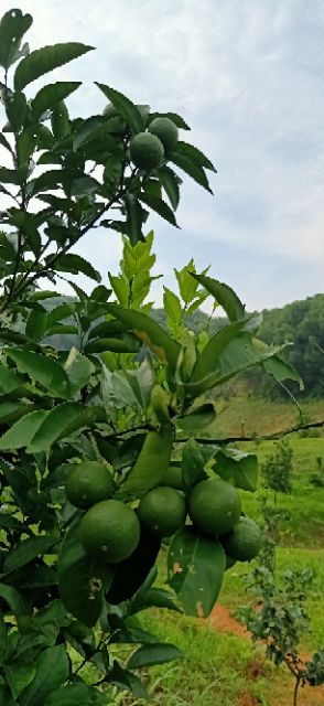 Phân bò 10dm3, Phân bò ủ hoai mục giá rẻ