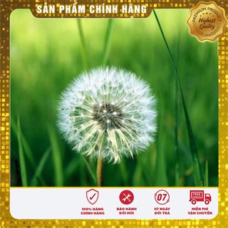 Hạt Giống Bồ Công Anh( 50 hạt)