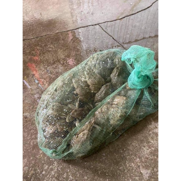 Túi đựng rắn , ốc, ếch giống