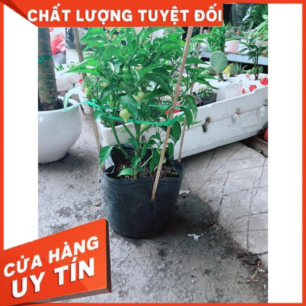 Chậu Ớt Kiểng Biquinho Độc Lạ Ăn Được