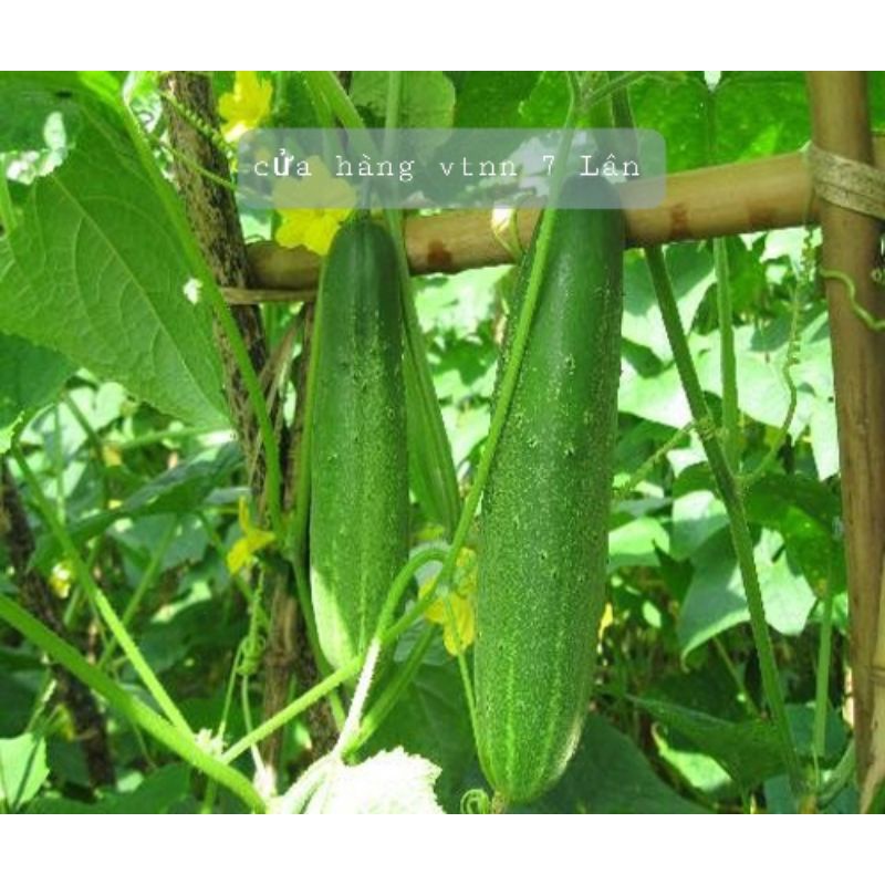 Hạt giống dưa leo SN 157
