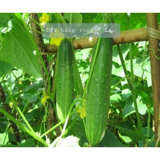 Hạt giống dưa leo SN 157