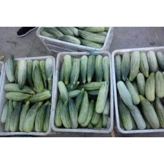 [Big Sale] Hạt giống dưa chuối thơm