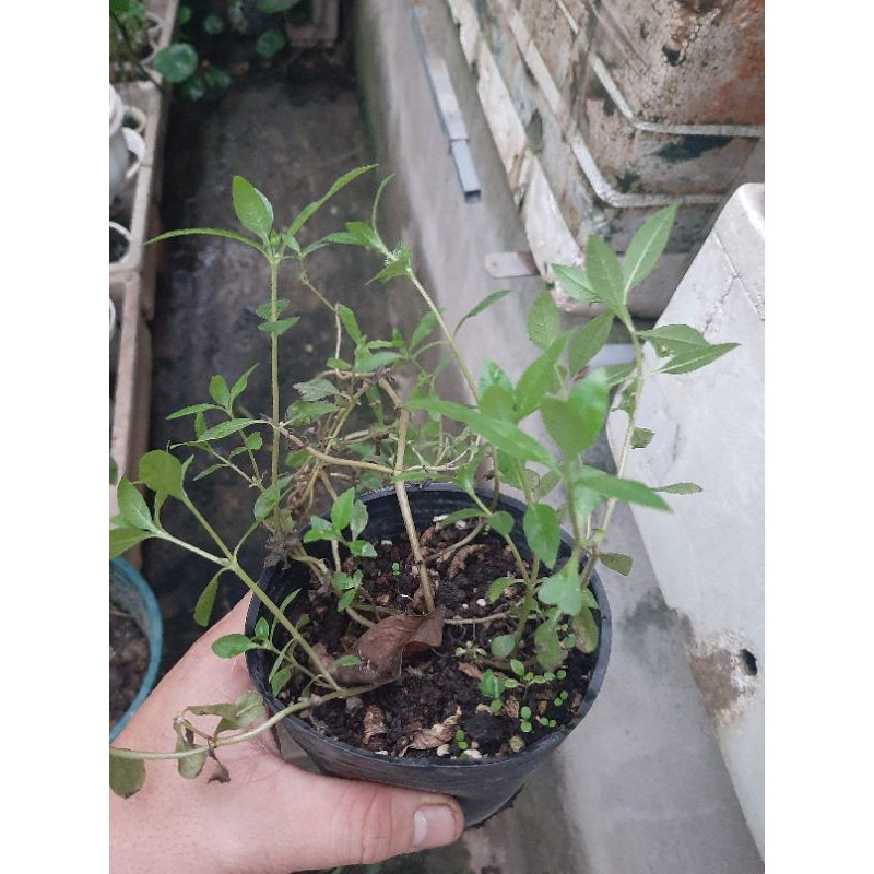 Bầu cây giống cỏ nhọ nồi