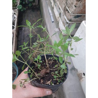 Bầu cây giống cỏ nhọ nồi