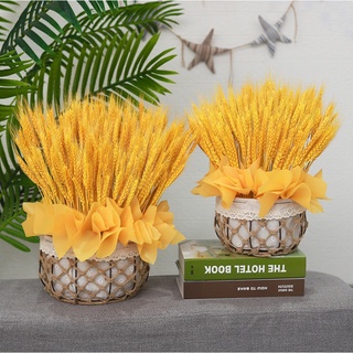 50 nhánh lúa mạch phơi khô, trưng bàn trang trí nhà cửa