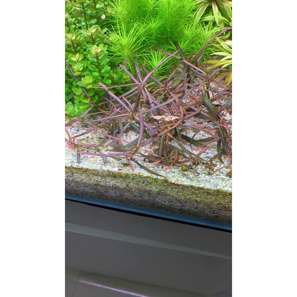Cây Thủy Sinh Hồ Liễu Đỏ - 30k/10 ngọn