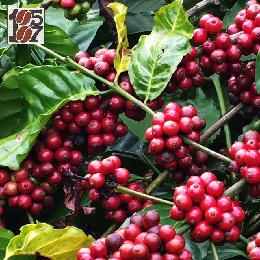 1KG Cà phê bột Moka-Robusta thượng hạng ❤️️ FREESHIP ❤️️ nguyên chất không pha trộn tẩm ướp hương liệu 1857 COFFEE