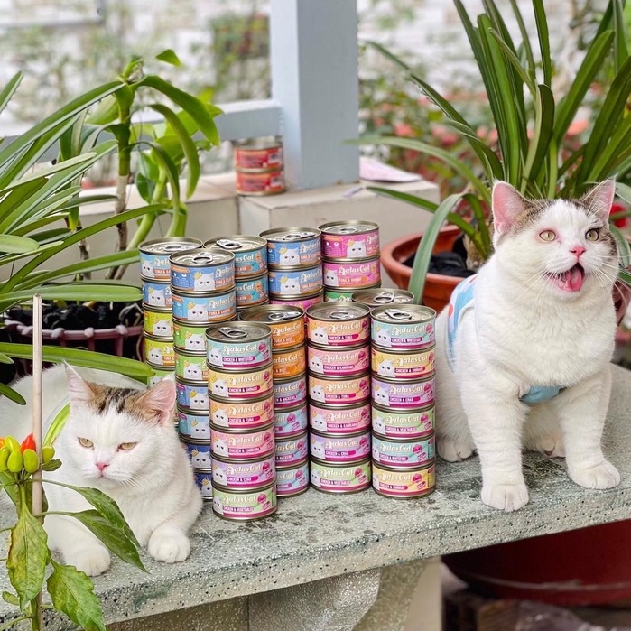 Pate cho mèo Aatas lon 80g, thức ăn cho mèo tăng cân dinh dưỡng lớn nhỏ Con Mèo Xiêm