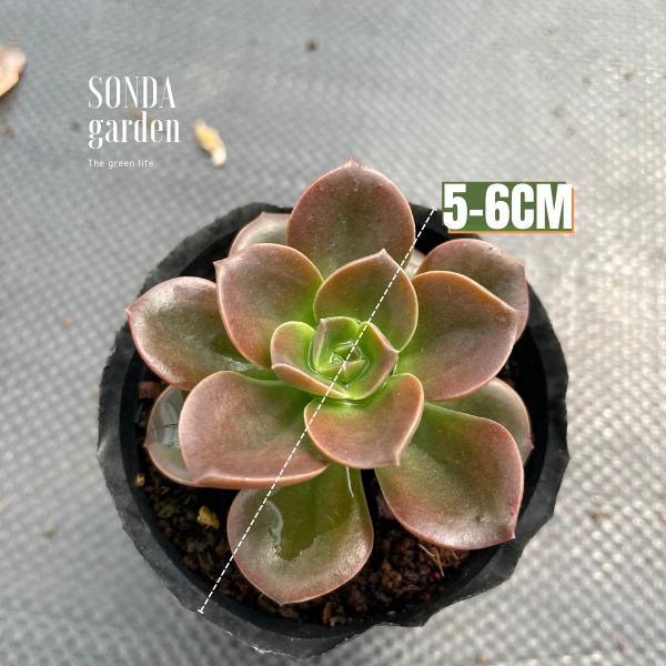 Sen đá nhật nguyệt SONDA GARDEN size bé 5-6cm, xuất xứ Đà Lạt, khoẻ đẹp, lỗi 1 đổi 1