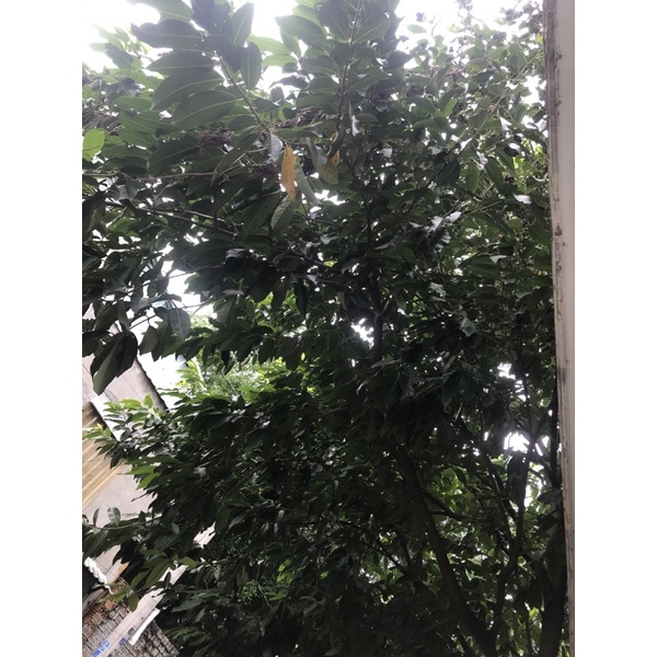 Lá vối TƯƠI và KHÔ siêu sạch nhà trồng.thanh nhiệt giải độc,,tốt cho sức khỏe.