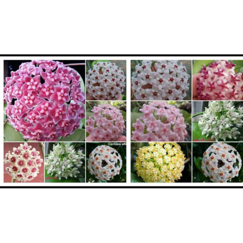 Lan Cẩm cù(cây giống,như hình)