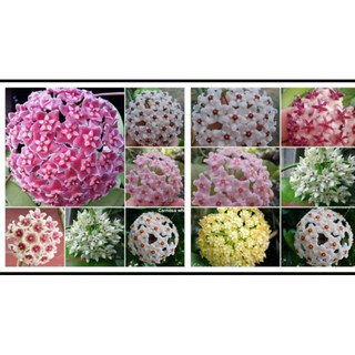 Lan Cẩm cù(cây giống,như hình)