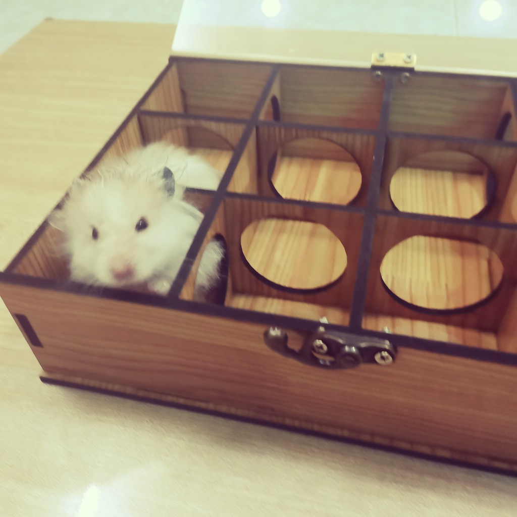 Mê cung gỗ lắp ráp cho hamster