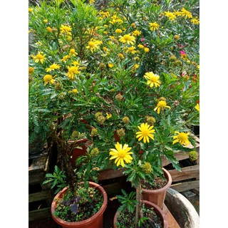 1000 hạt giống cúc thân gỗ .