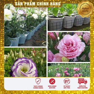 Hạt Giống Hoa Cát Tường Mix( 5 hạt)