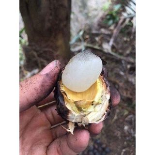 1kg hạt đác size trung - HỎA TỐC