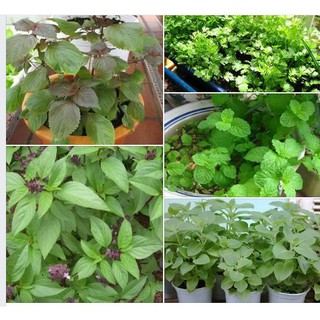 Combo 10 gói hạt giống rau gia vi CÁC LOẠI - Tặng 1 bịch phân bón
