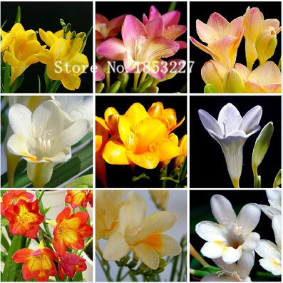 Củ giống hoa lan nam phi hoa màu trắng hồng - tặng kèm 1 viên nén ươm củ