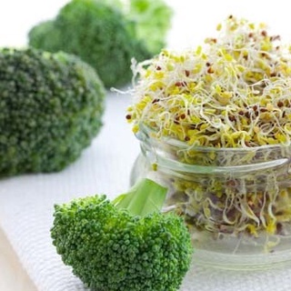Hạt giống Mầm Bông Cải Xanh - Mầm Súp lơ xanh