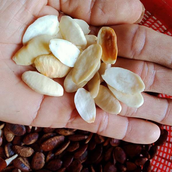 Hạt kơ Nia 500gr loại Đặc Biệt đặc sản núi rừng Tây Nguyên