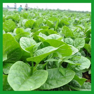 Hạt giống Mồng Tơi