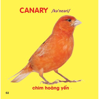 Bách Khoa Toàn Thư Cho Bé - Các Loài Chim