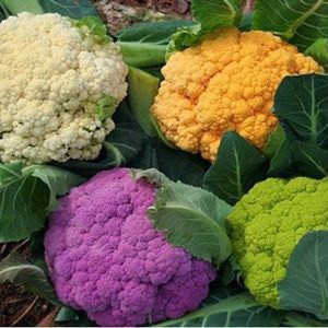 Hạt giống súp lơ F1 Mix nhiều màu loại siêu dễ trồng chống sâu bệnh năng xuất cao [gói 50gram,100gram,200gram]