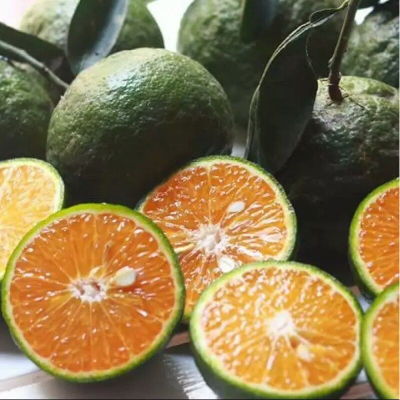 Cây giống Cam sành và Cam Xoàn ngọt