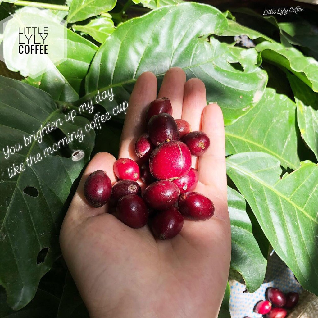 Cà Phê Bột Little Lyly Coffee pha phin/cold brew/pha máy dòng hiện đại CÓ VỊ CHUA THANH (Fruity) | BigBuy360 - bigbuy360.vn
