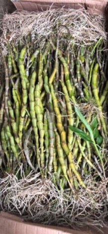 [HOT CUC RE] LAN U LỒI 500G GIÁ 200K