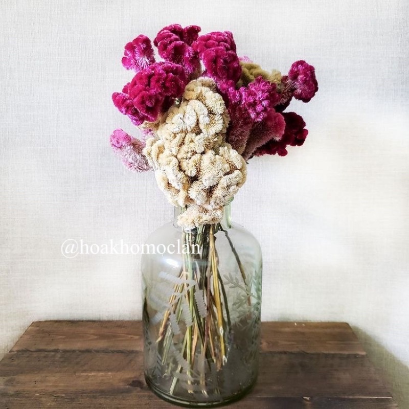 [HIẾM] Hoa Mồng Gà khô Coxcomb Celosia nhập Mỹ cực đẹp trang trí decor cắm lọ hoa, phụ kiện chụp ảnh sản phẩm