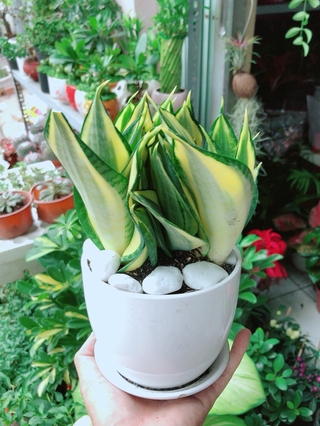 Chậu Cây Lưỡi Hổ Thái Xanh