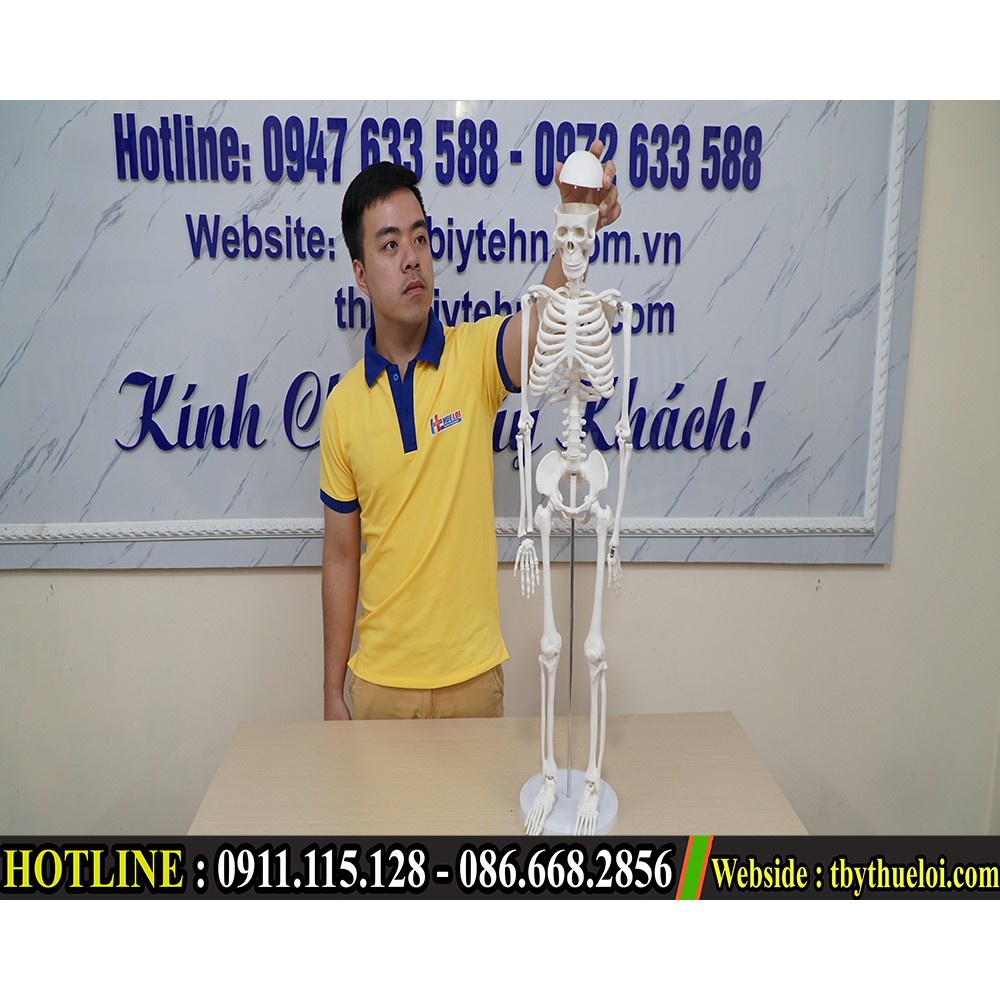 Mô hình xương người - Mô hình xương 85cm