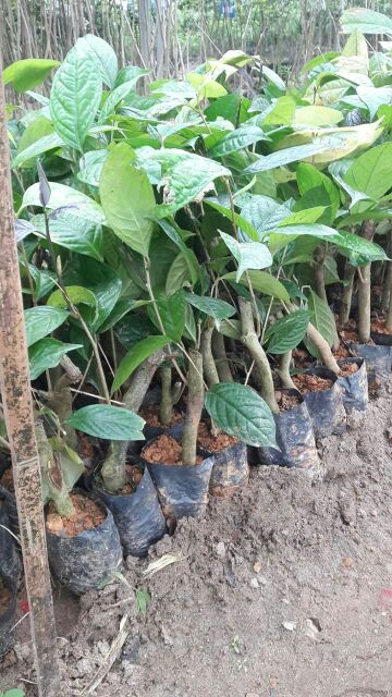 Cây giống Trà Hoa Vàng Ba Chẽ