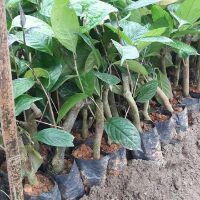 Cây giống Trà Hoa Vàng Ba Chẽ (gốc to cao 40-60cm ,gốc nhỏ cao 25-35cm)