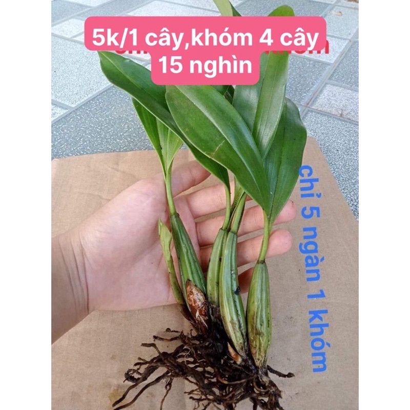 Hoa Lan Vũ Nữ Motonia Sỉ 4k