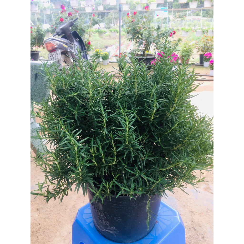 Hạt giống cây hương thảo - rau củ quả chịu nhiệt bốn mùa trồng chậu, sân vườn ban công ngon nảy mầm cao 0,03gr ROSEMARY