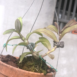 phi điệp rừng - xanh sạch đẹp
